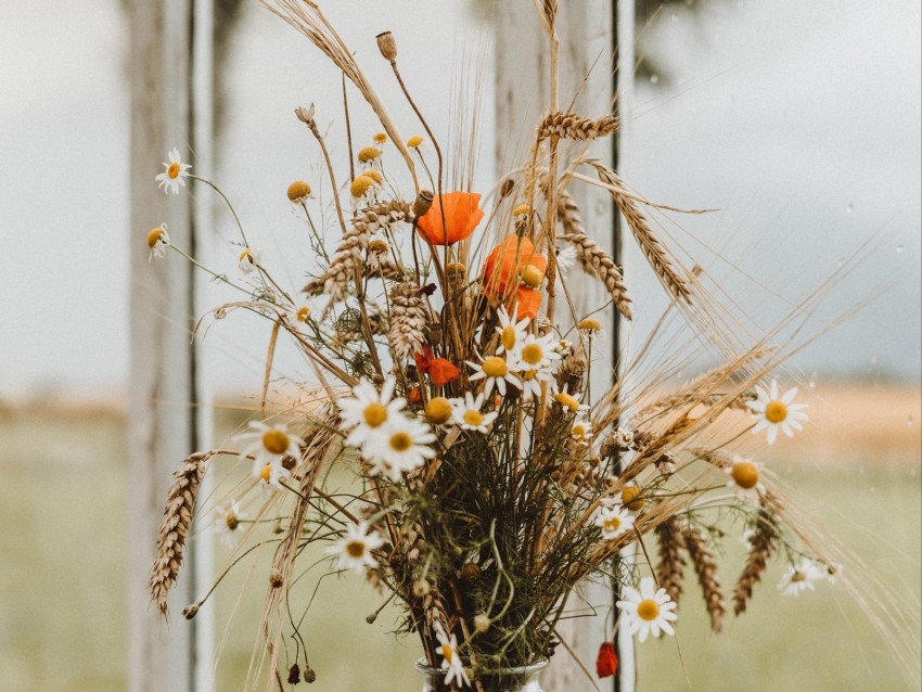 bouquet, flowers, spikelets, daisies, poppies