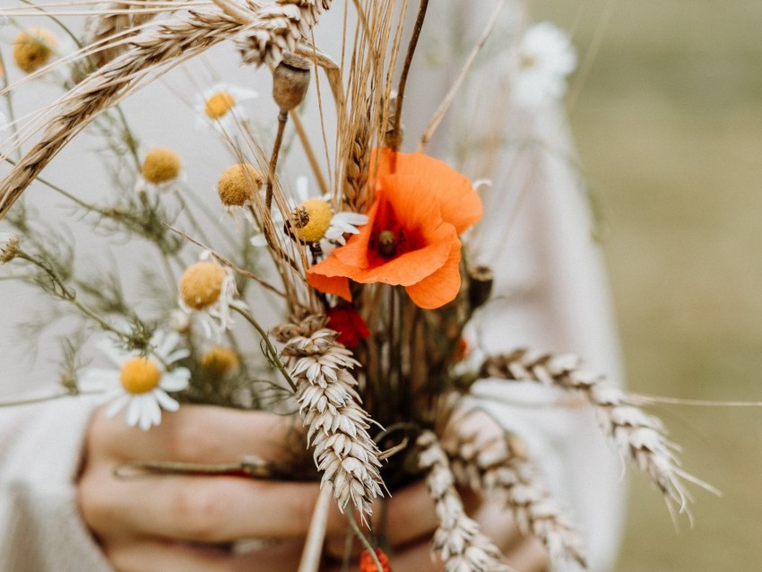 bouquet, flowers, spikelets, poppy, daisies