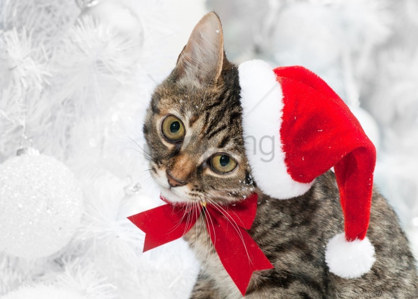 bow cat hat holiday winter wallpaper background best stock photos - Image ID 162188