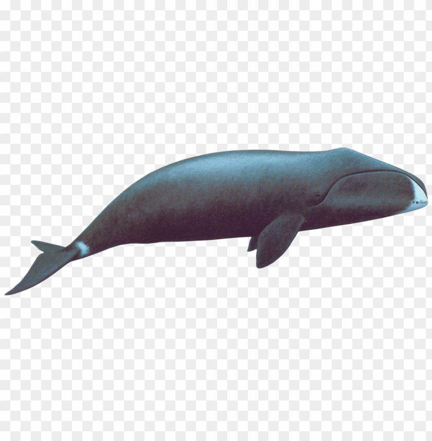 animals, sea animals, bowhead whale, 