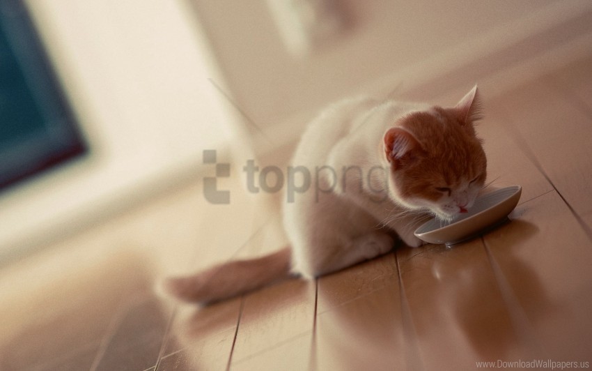 bowl cat cool cat cute cat food wallpaper background best stock photos - Image ID 146607