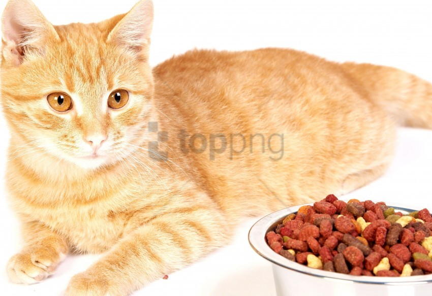 bowl cat food metal striped wallpaper background best stock photos - Image ID 160125