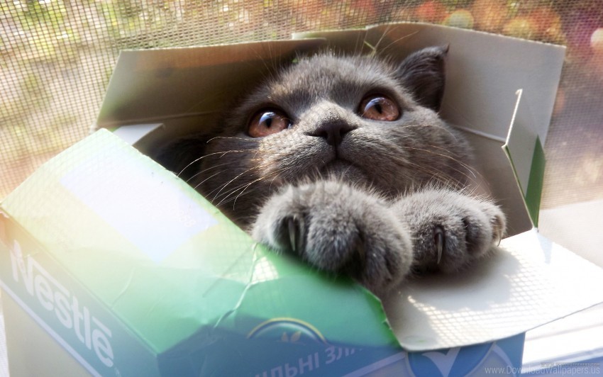 Box Cat Cool Cat Funny Funny Cat Kitten Wallpaper Background Best Stock Photos