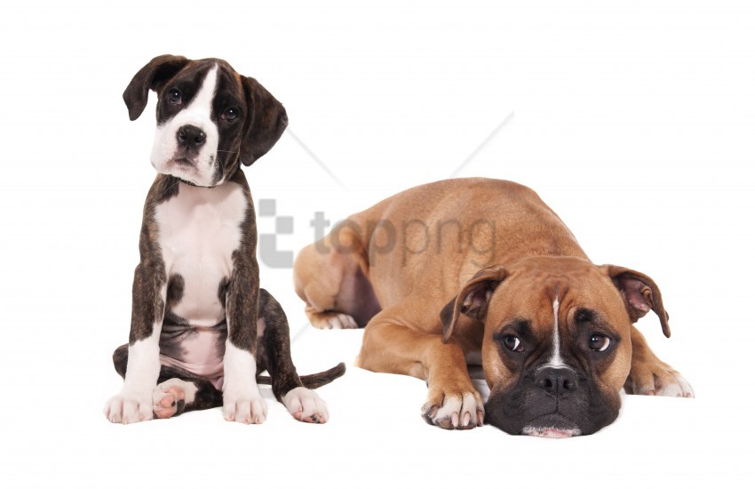 free PNG boxer, dogs, photoshoot, puppies wallpaper background best stock photos PNG images transparent