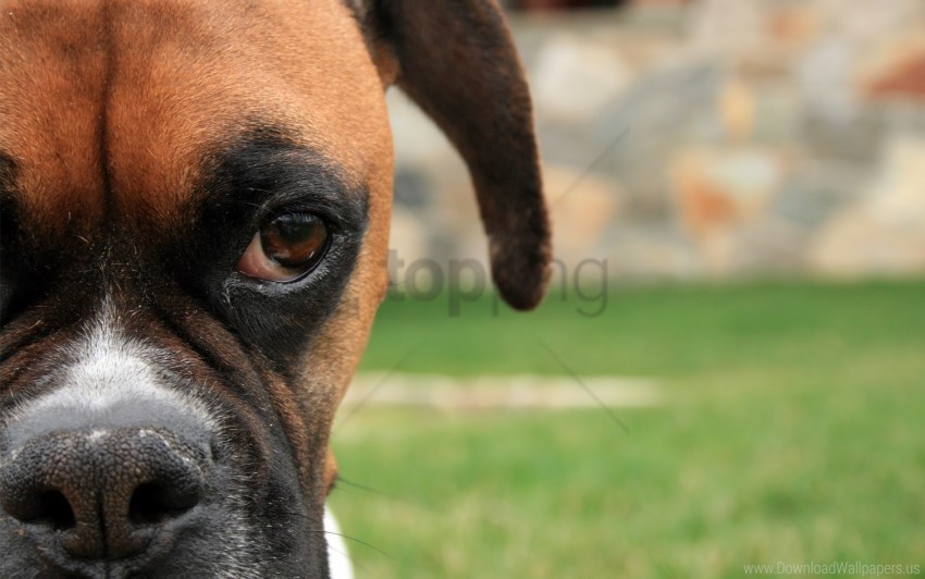 boxing shepherd dog eyes face wallpaper background best stock photos - Image ID 160223