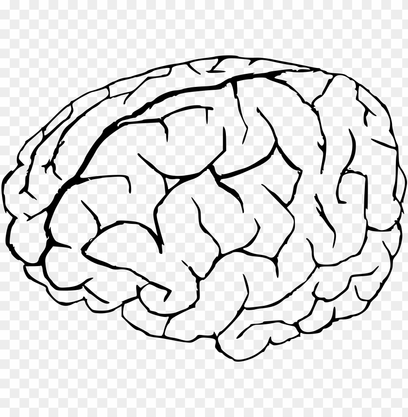 Brain From Top Side Front and Back  Brain illustration Brain drawing Brain  art
