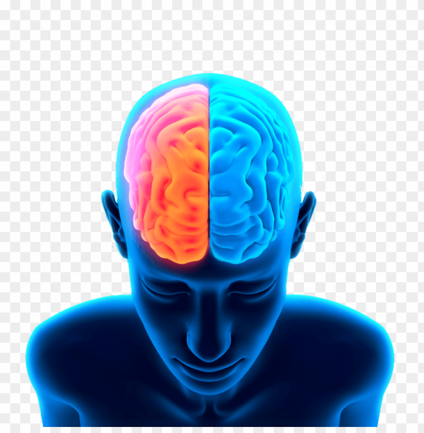 human brain in head