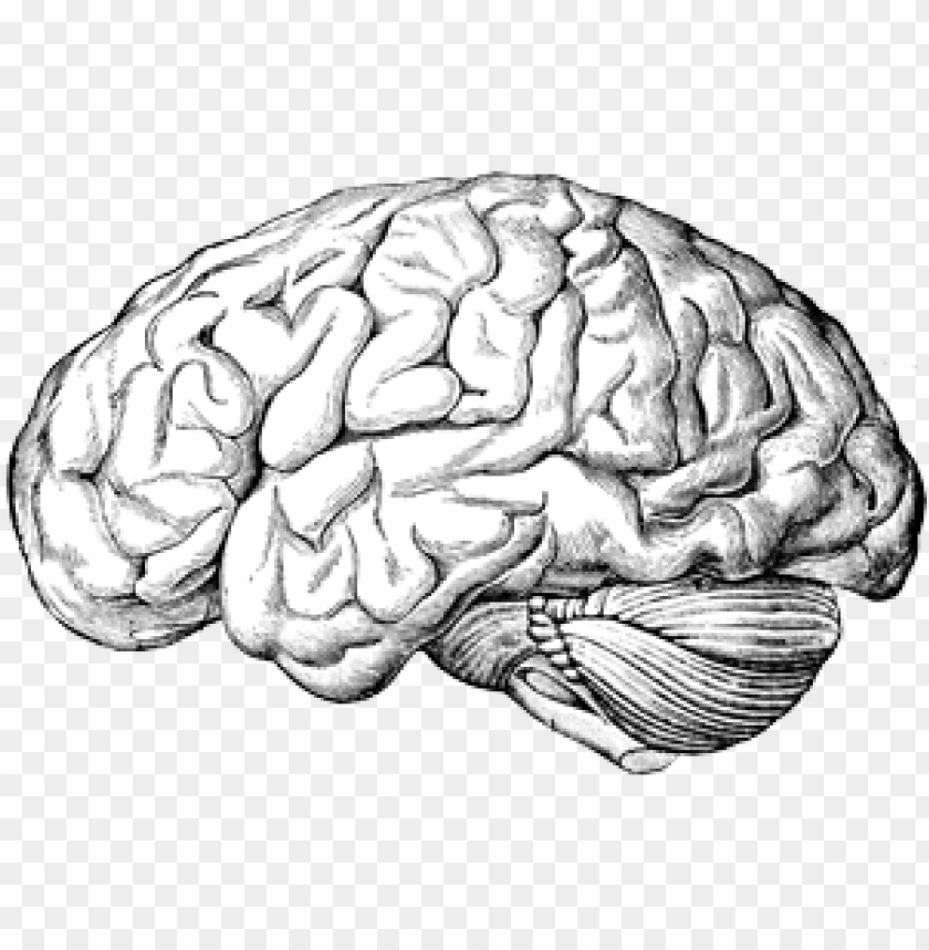 Download Brain, Mind, Drawing. Royalty-Free Stock Illustration Image -  Pixabay