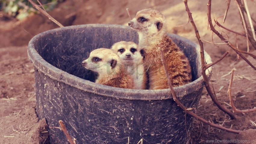 branch bucket family meerkats wallpaper background best stock photos - Image ID 160926