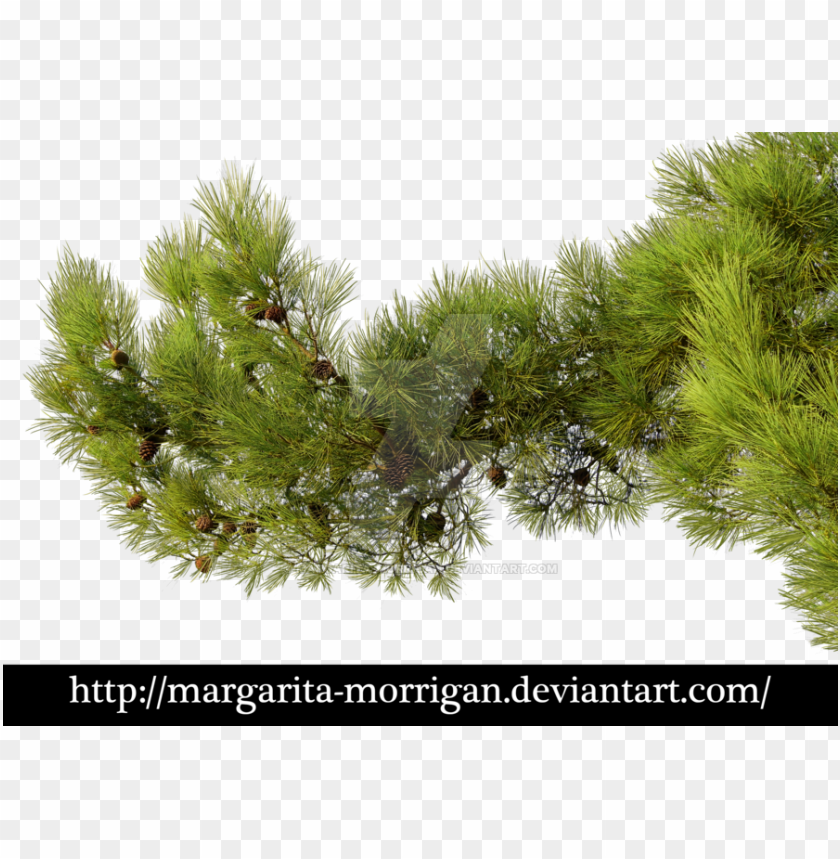 free PNG branch by margarita morrigan - pine tree branch PNG image with transparent background PNG images transparent