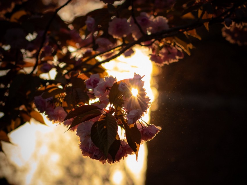 branch, flowers, sunlight, glare, bloom
