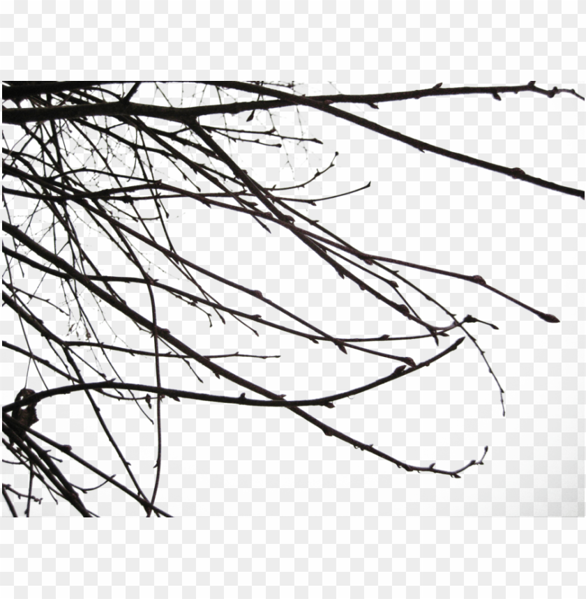 PNG image of branch free with a clear background - Image ID 9009