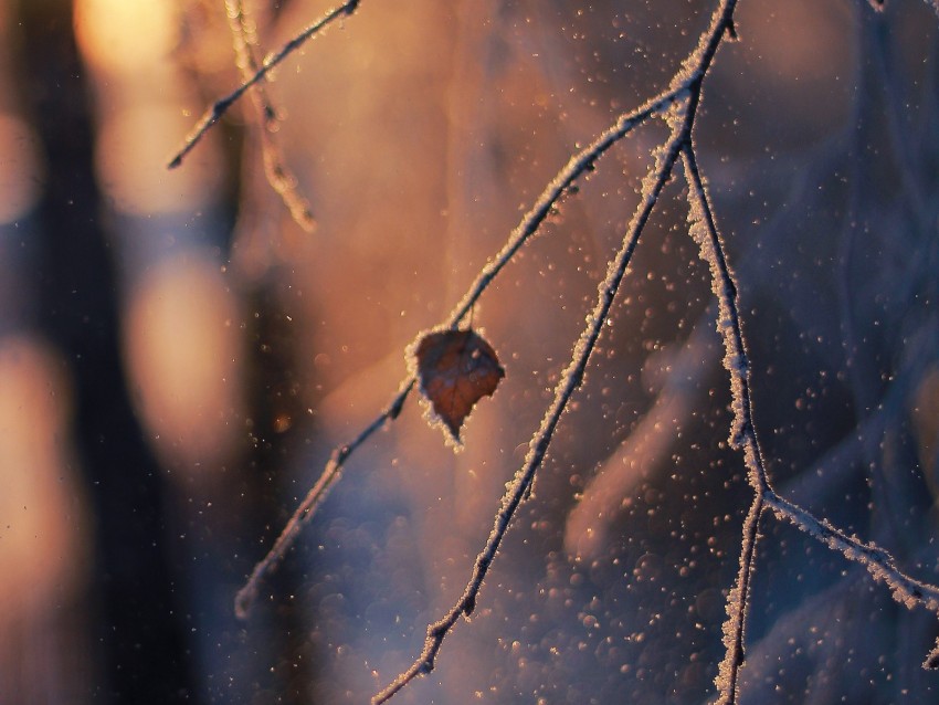 branch, frost, glare, bokeh, snow, winter, macro