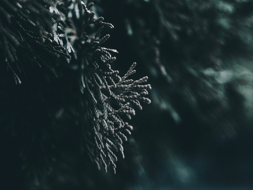 branch, leaves, blur, macro