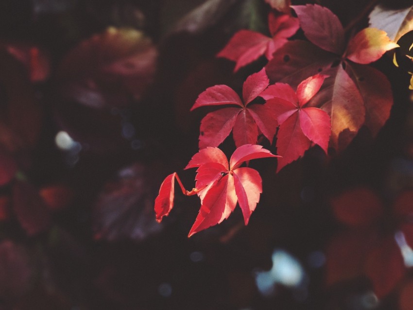 branch, leaves, blur, plant