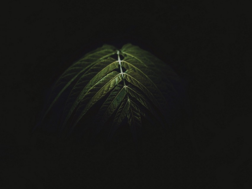 branch, leaves, dark, green