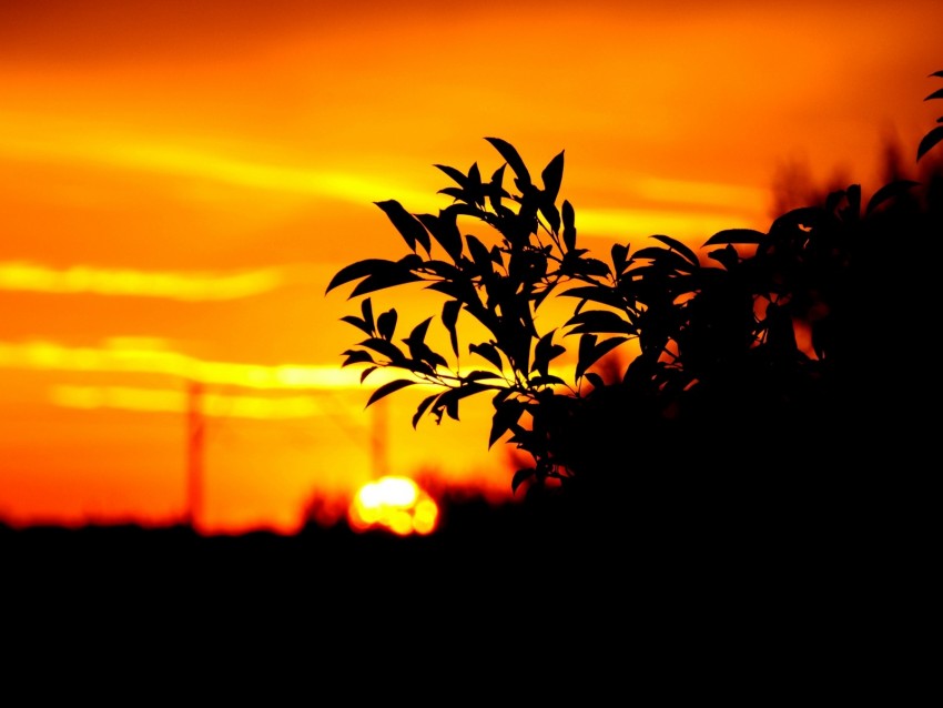 Branch Leaves Dark Outlines Sunset Sky Background Toppng