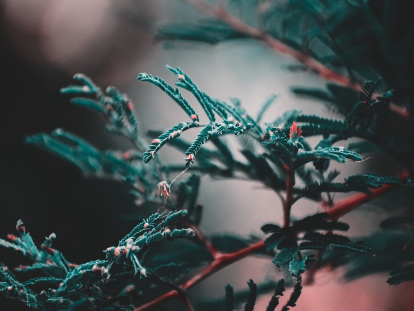 branch, leaves, plant, blur, green