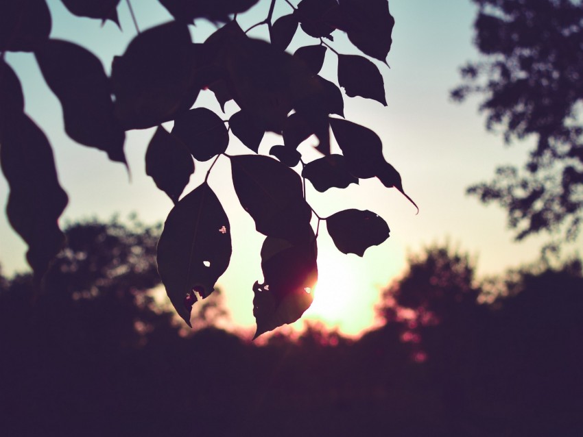 branch, leaves, sunset, outlines, dark