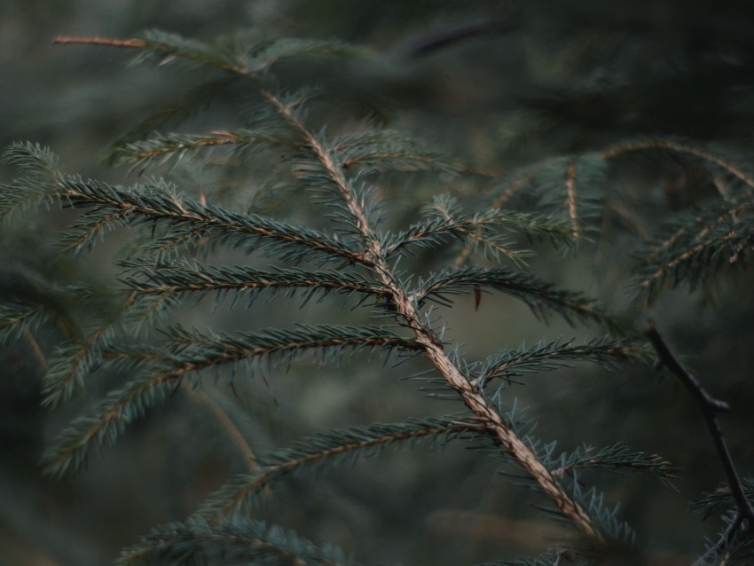 branch, needles, blur, forest