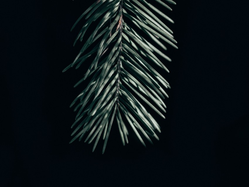branch, needles, dark, spruce