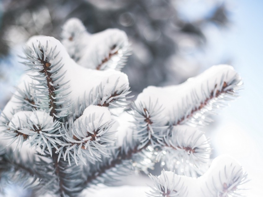 branch, needles, snow, winter, blur