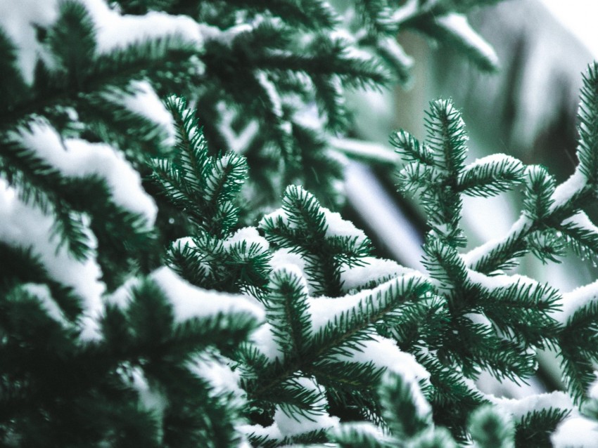 branch, needles, spruce, snow, blur