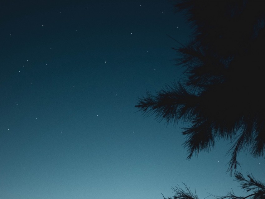 branch, night, starry sky