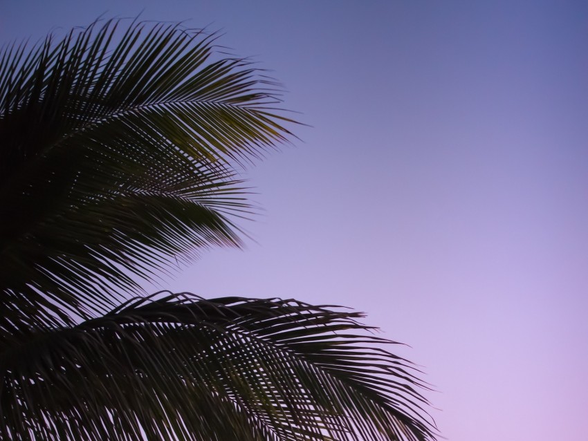 branch, palm, leaves, sky, sunset, evening