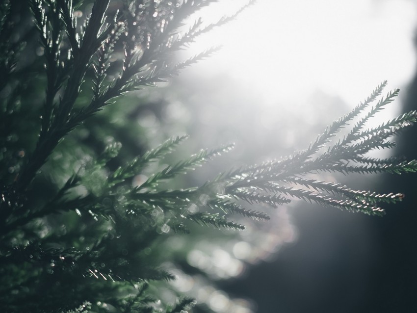 branch, pine, blur, macro, sunlight