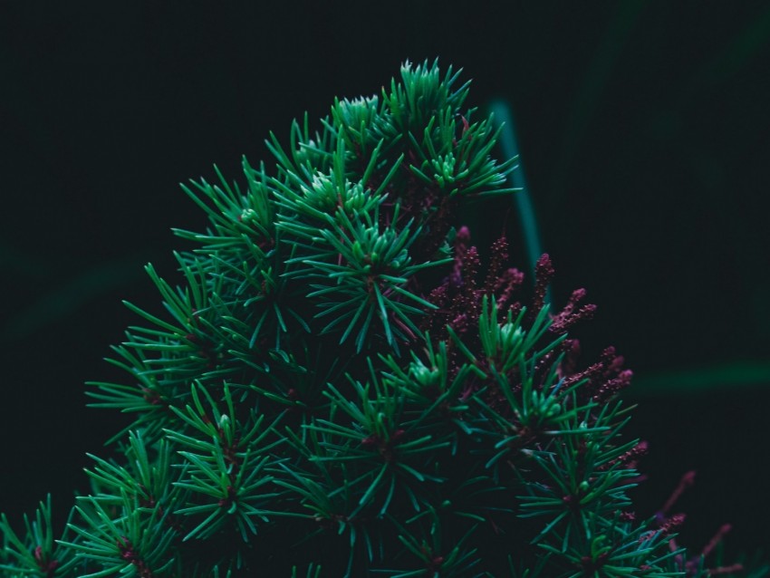 branch, pine, needles, prickly, green