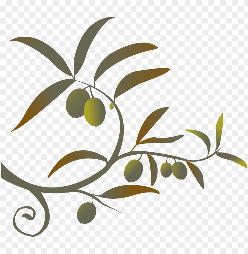 branch png siren song of the counter - olive branch free clip art PNG image with transparent background@toppng.com