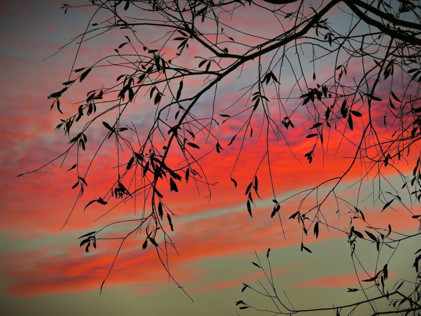 branch, sky, twilight, leaves, sunset, clouds, tree