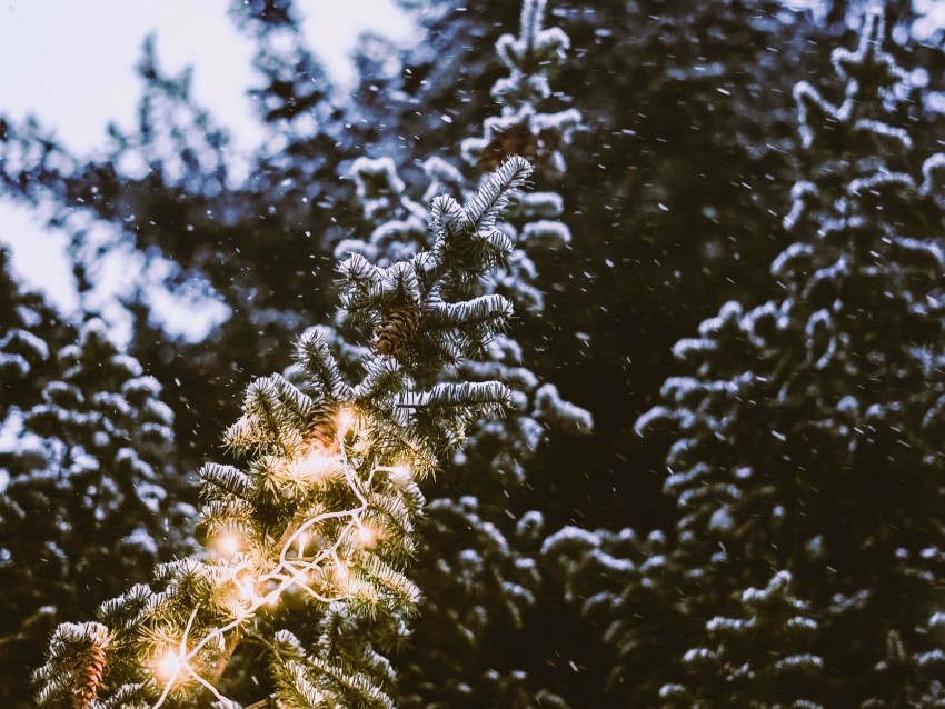 branch, spruce, festoon, snowfall, blurriness