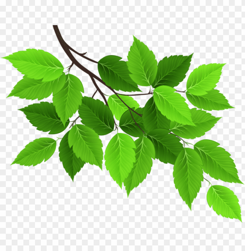 Download Download Branch With Green Leaves Png Images Background Toppng