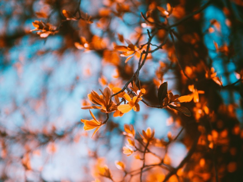 branches, blur, autumn, leaves png - Free PNG Images | TOPpng