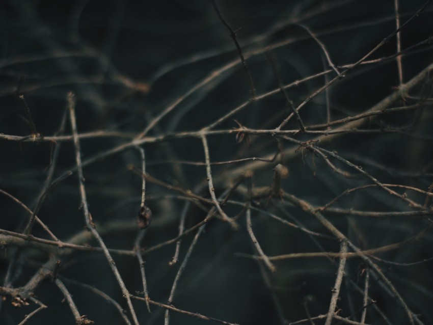 branches, blur, macro, gray