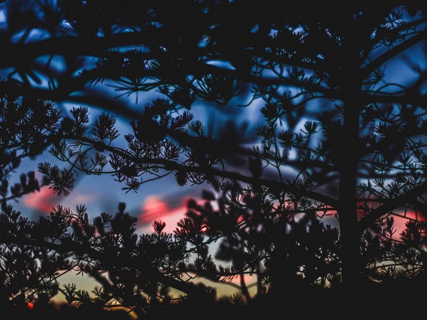 branches, bushes, blur, sunset, dark