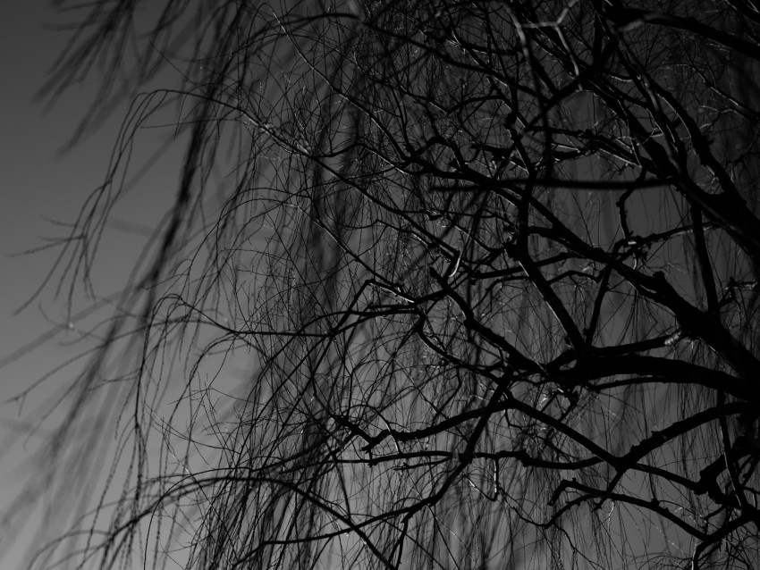 branches, bw, tree, dark