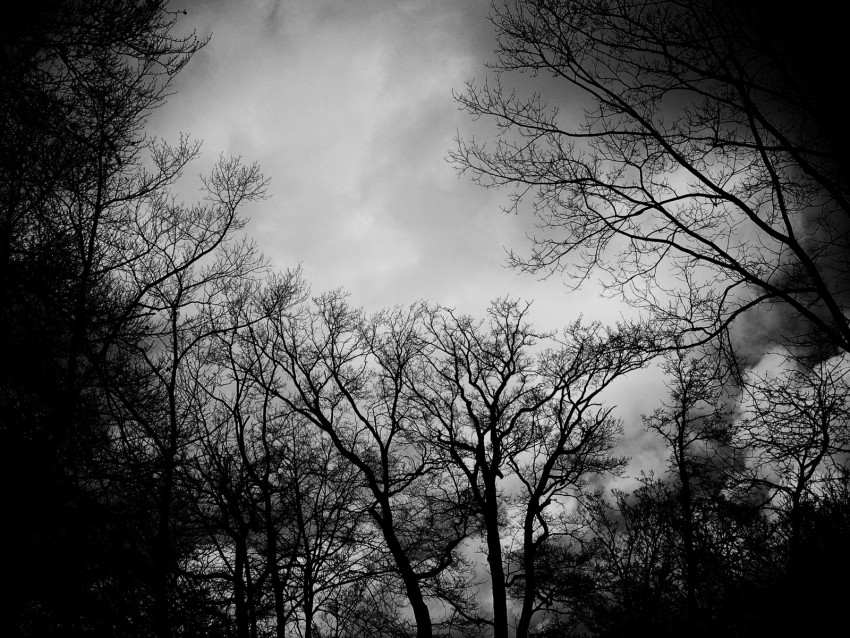 branches, bw, trees, clouds, dark, gloomy