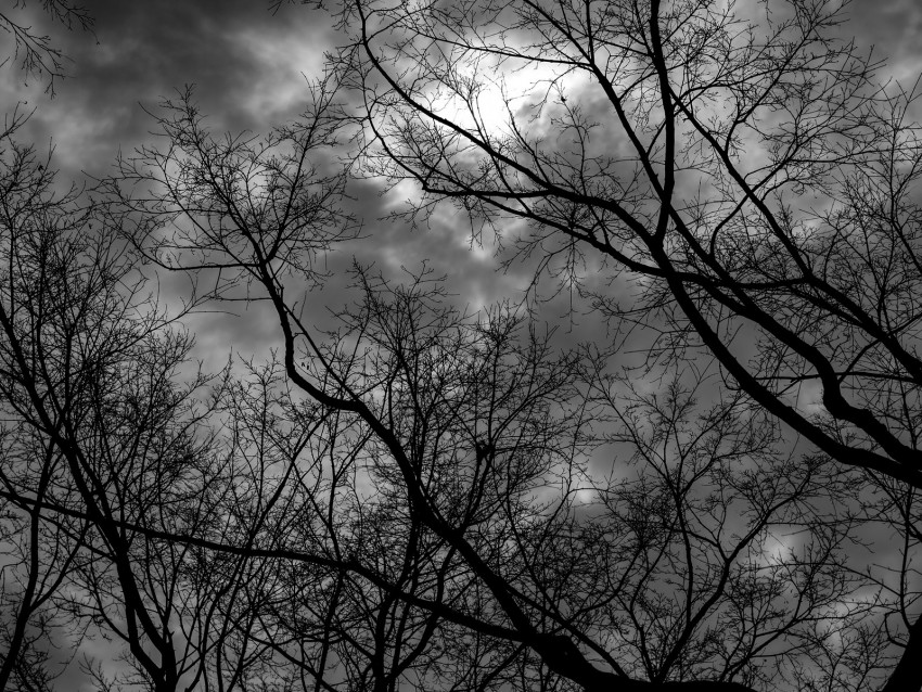 branches, bw, trees, sky, gloomy, clouds