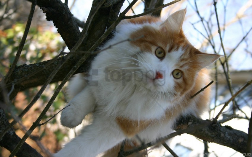 branches, cat, furry, sit, spotted, wood wallpaper background best stock photos@toppng.com