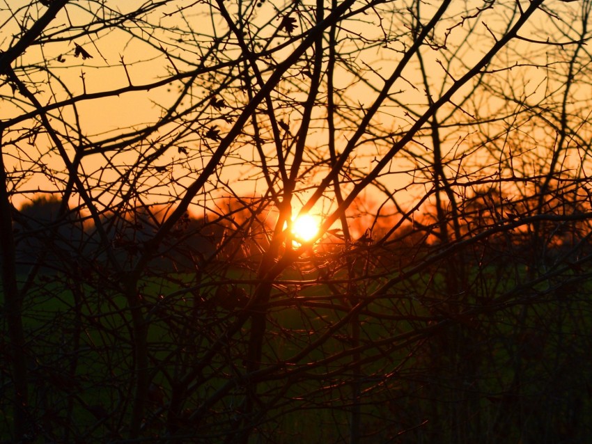 branches, evening, sunset, sun, bushes