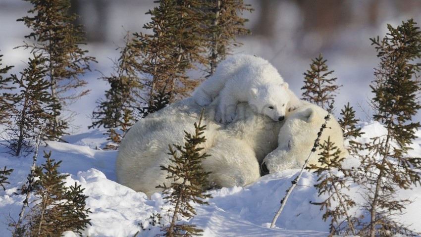 Branches Family Polar Bears Snow Wallpaper Background Best Stock Photos