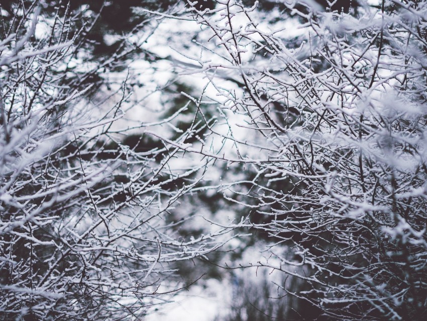 branches, frost, snow, fog, blur