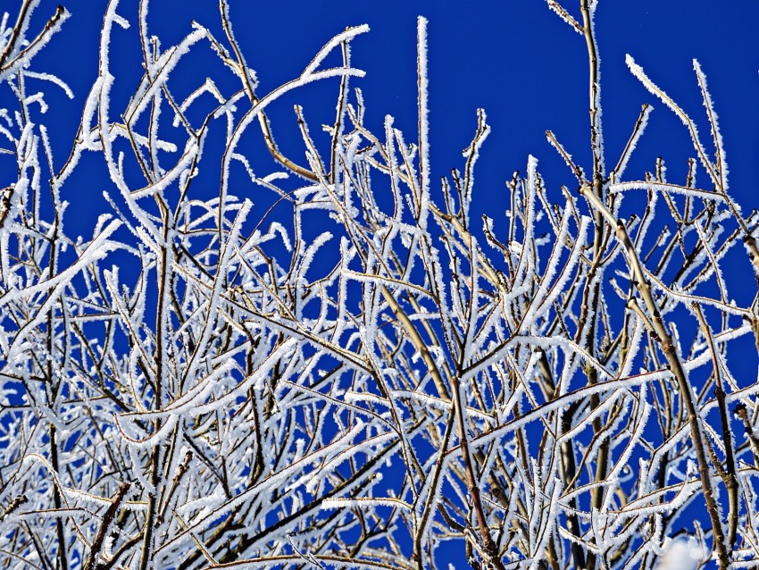branches, frost, winter, freeze, cold