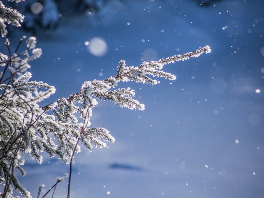 branches, glare, bokeh, snow, blur