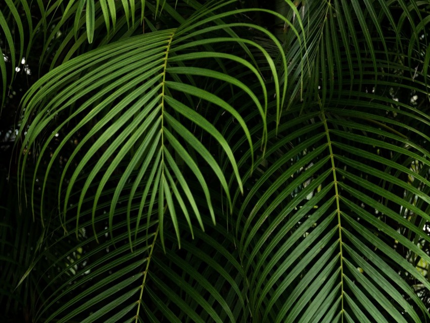 branches, leaves, carved, green, plant, tropical