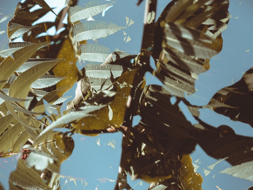 branches, leaves, double exposure, illusion