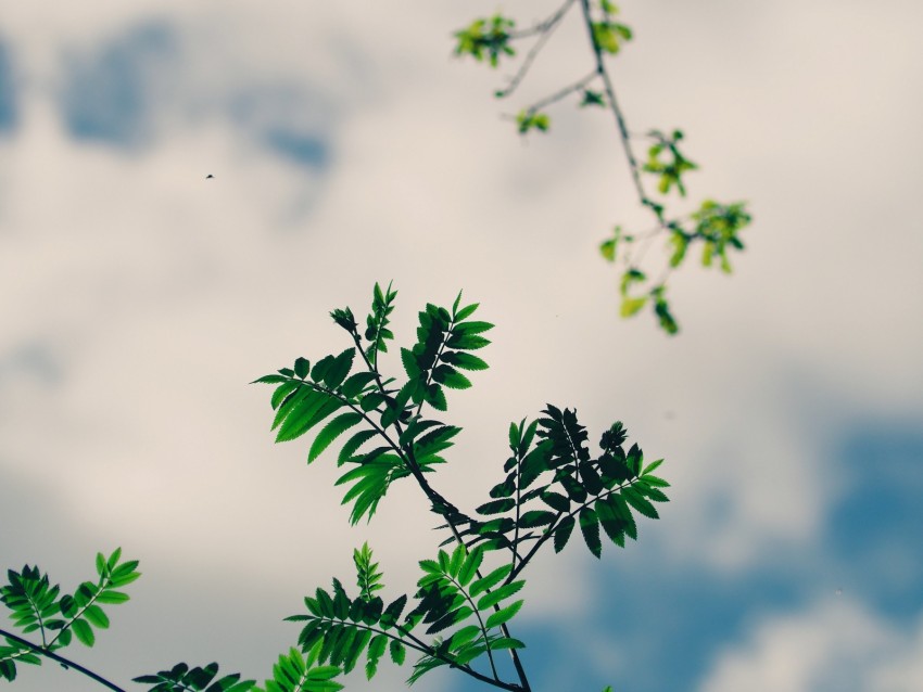 branches, leaves, green, plant, sky